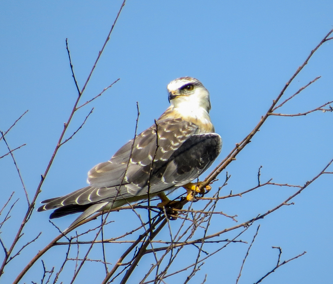 Black-winged Kite