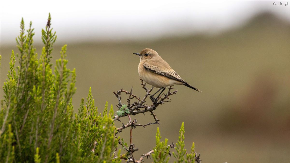 Desert Wheatear