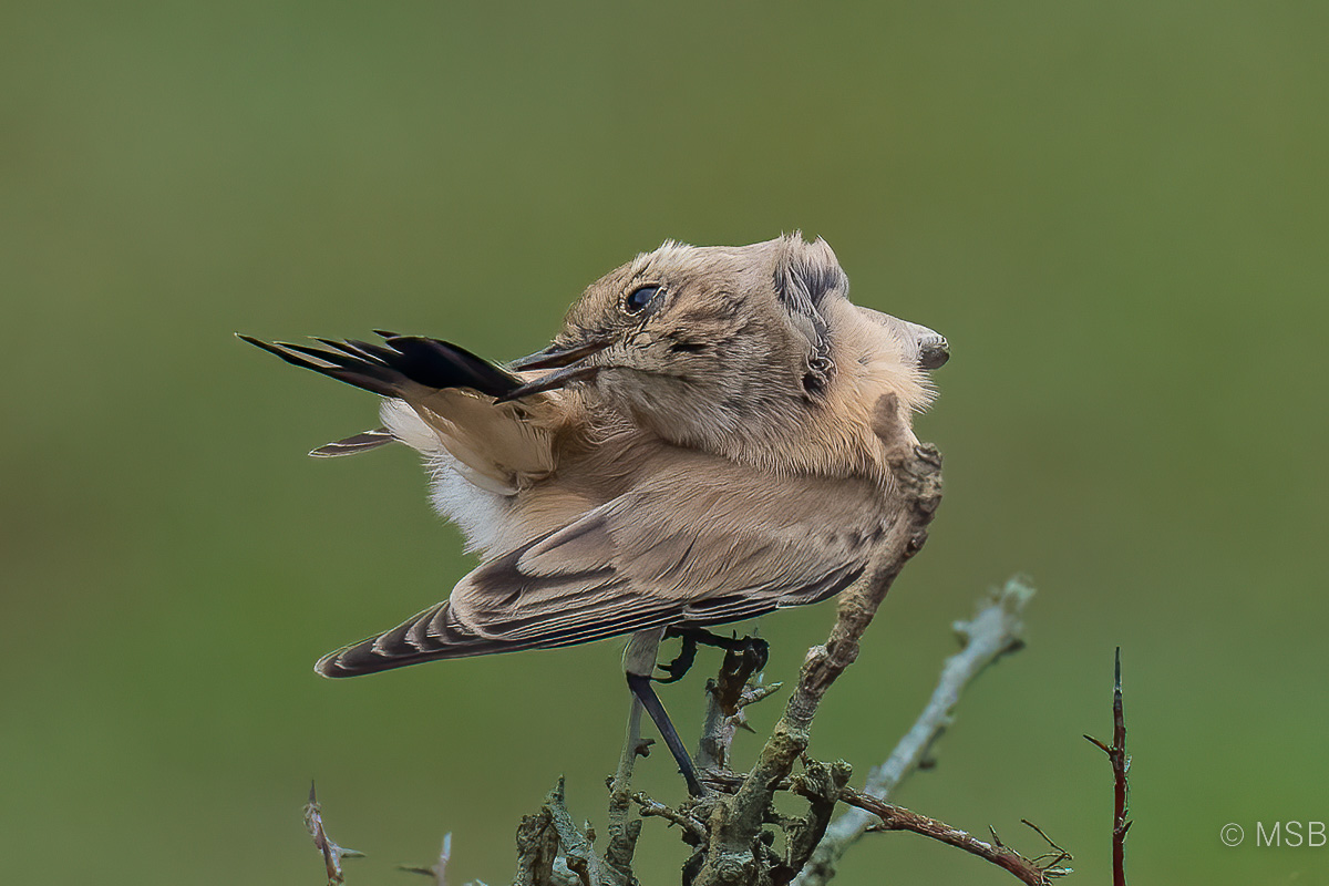 Desert Wheatear