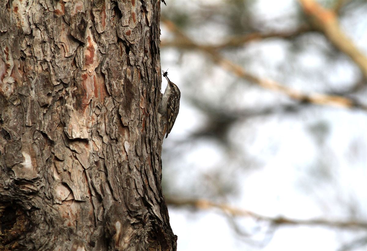 Short-toed Treecreeper