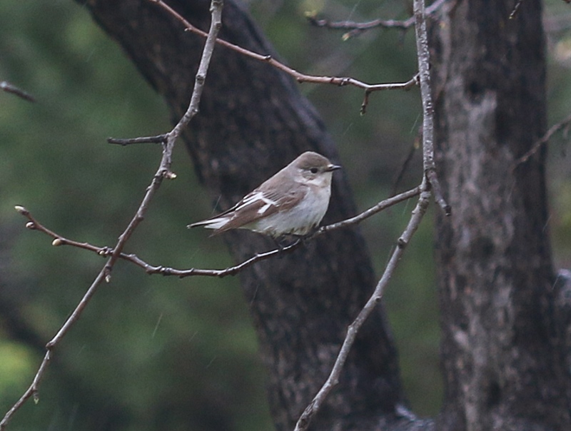 Collared Flycatcher