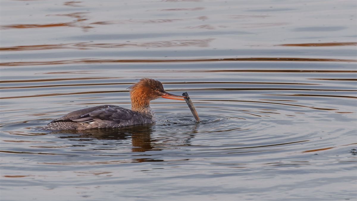Red-breasted Merganser