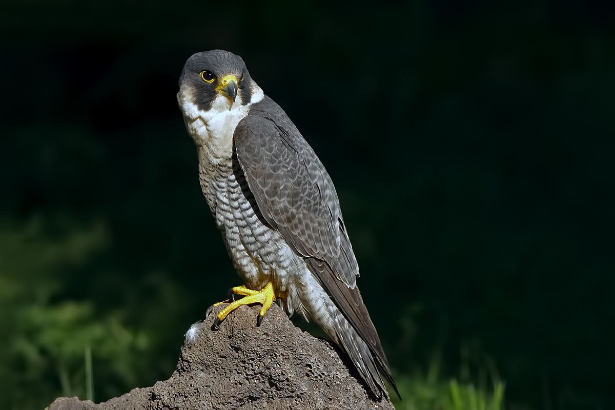 Peregrine Falcon