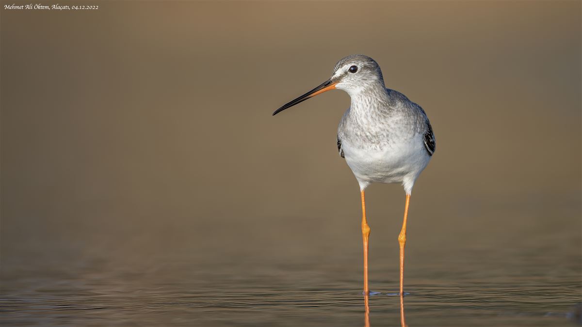 Spotted Redshank