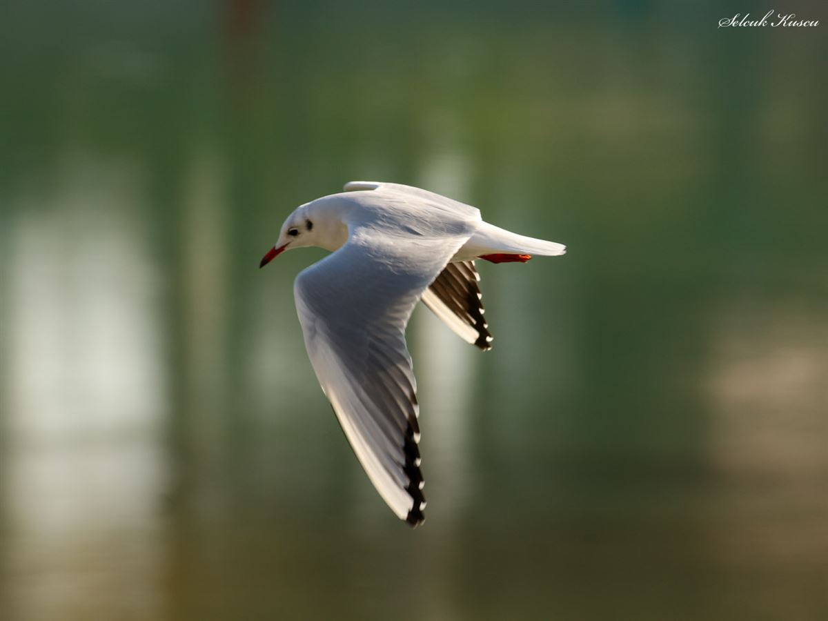 Black-headed Gull