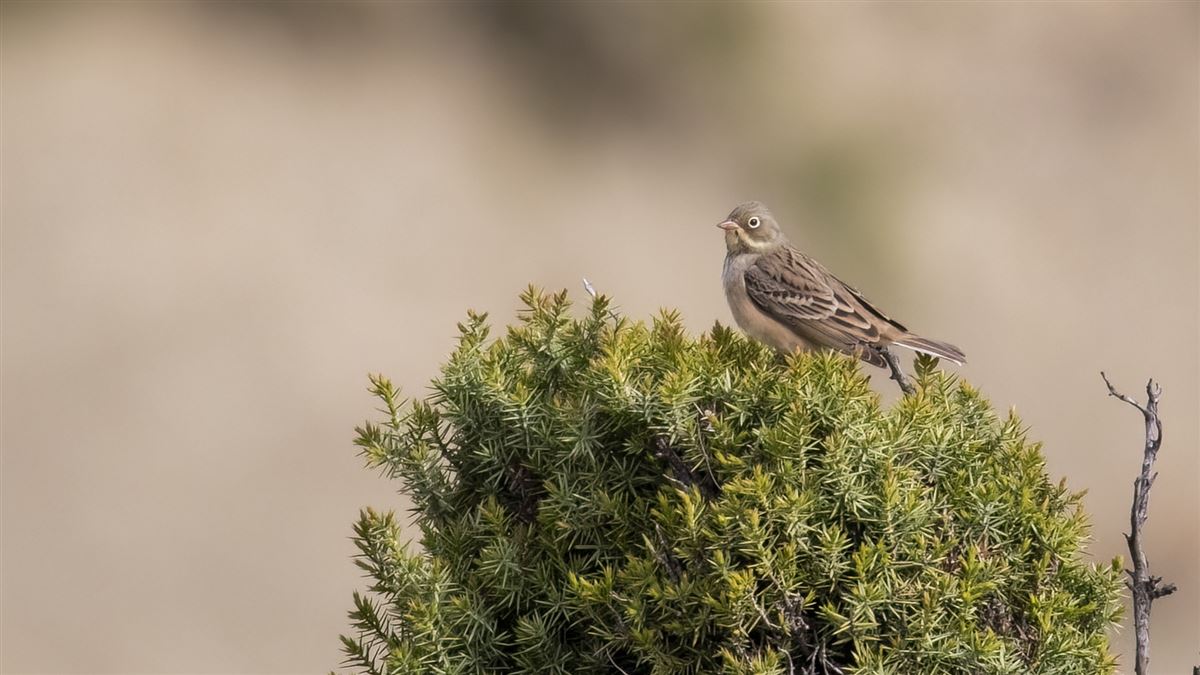 Ortolan Bunting