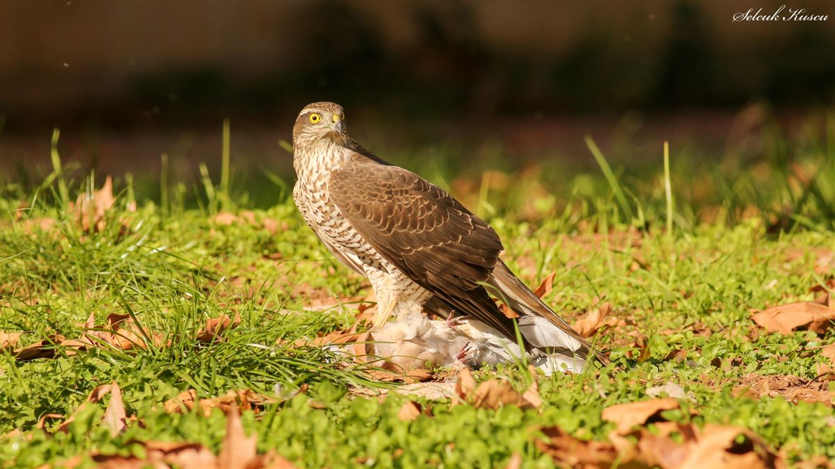 Eurasian Sparrowhawk