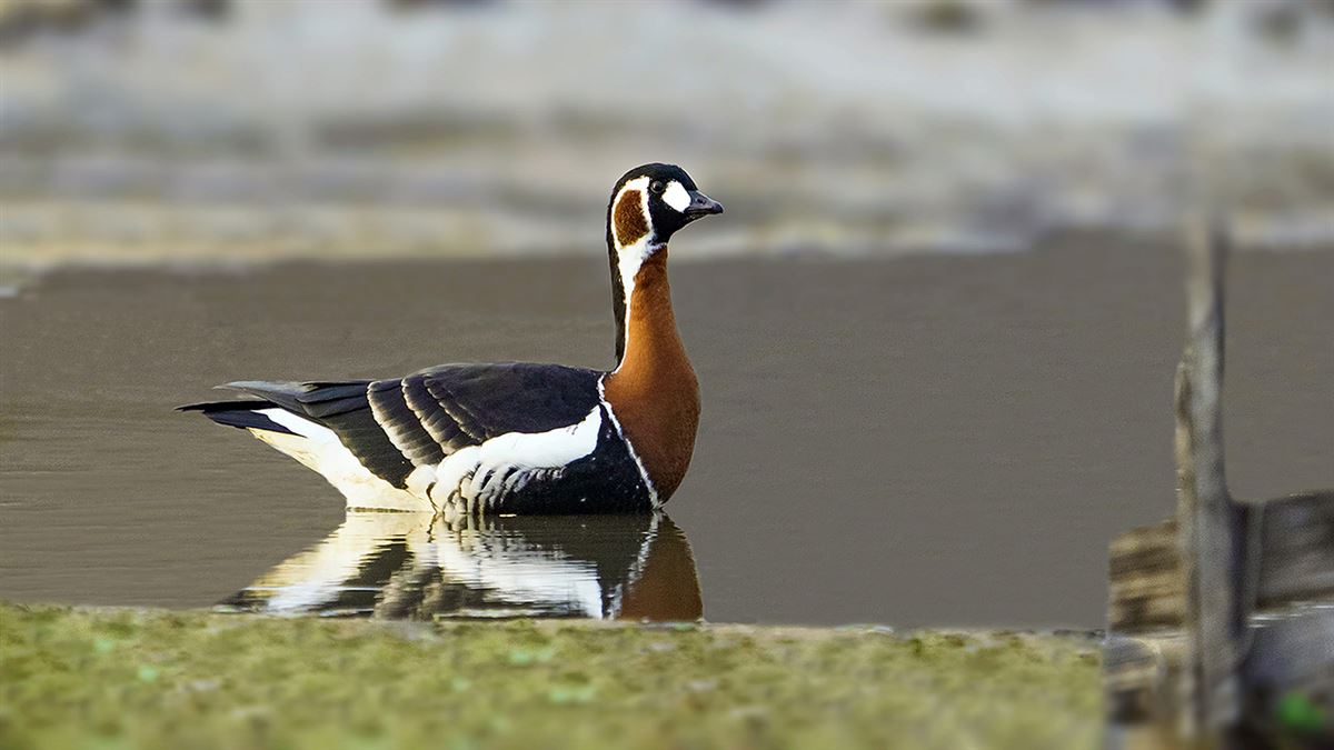 Red-breasted Goose