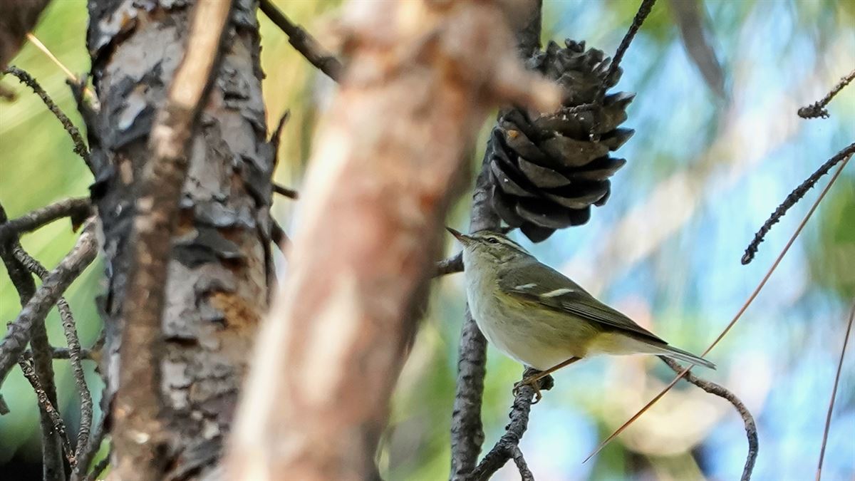 Hume`s Leaf Warbler