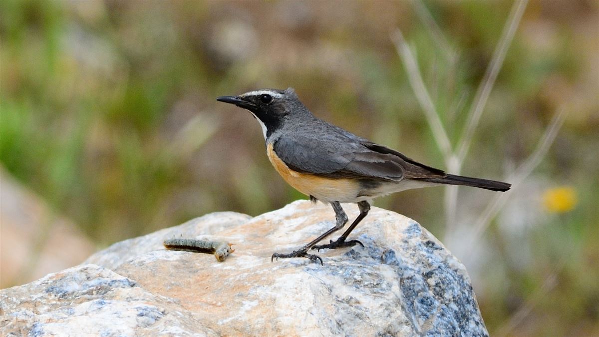 White-throated Robin