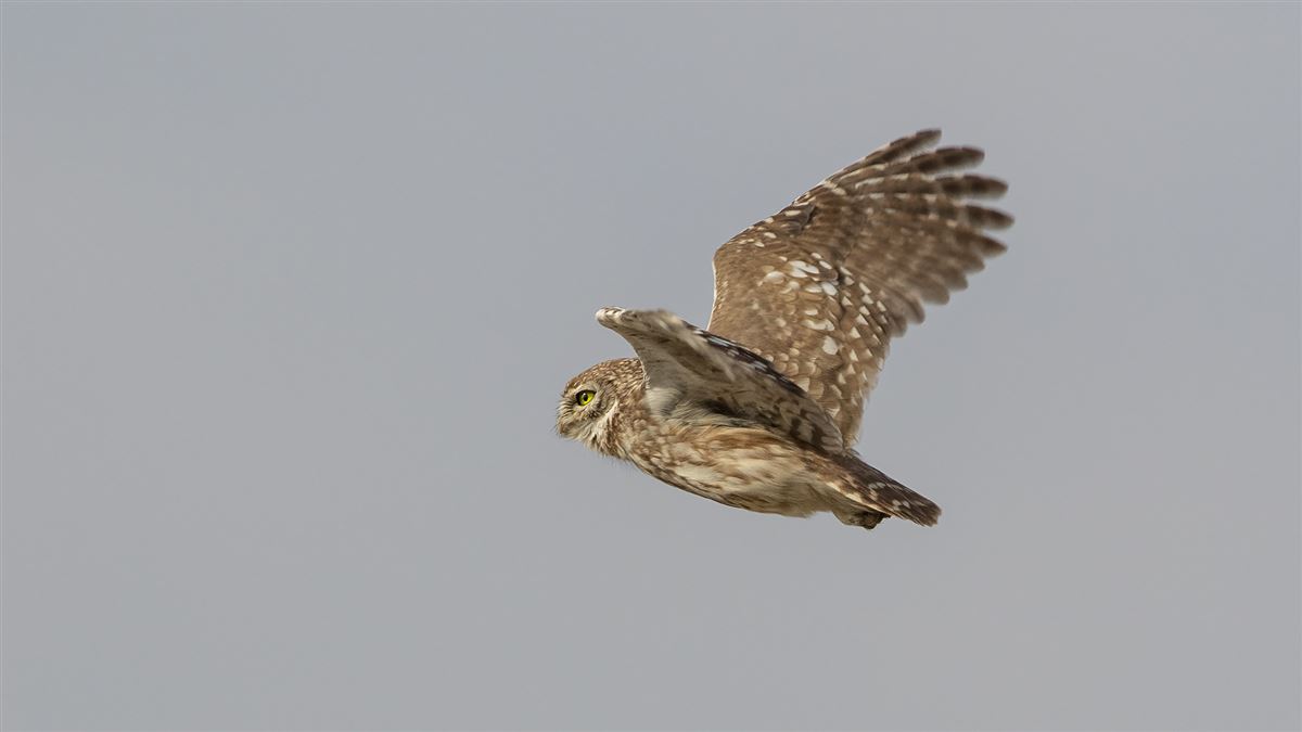 Little Owl