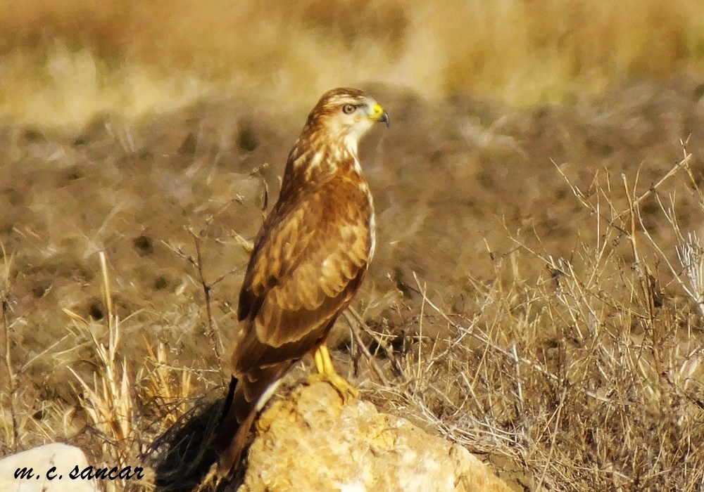 Long-legged Buzzard