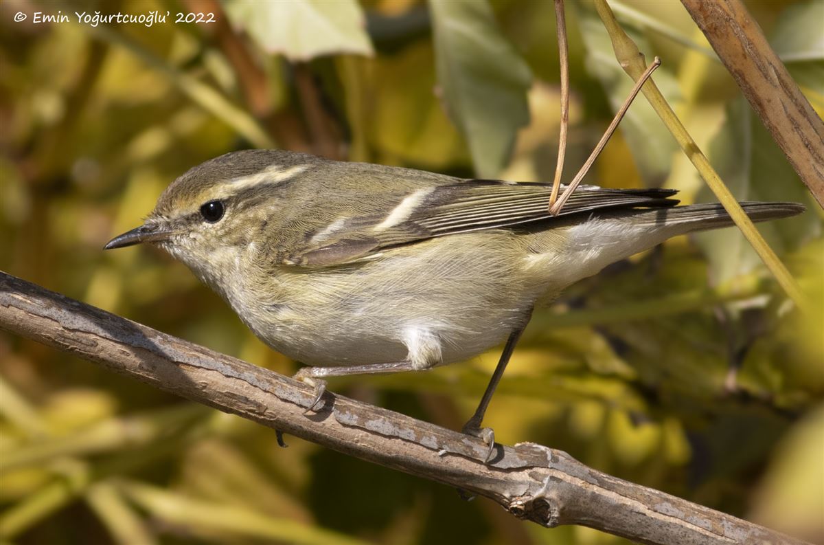 Hume`s Leaf Warbler