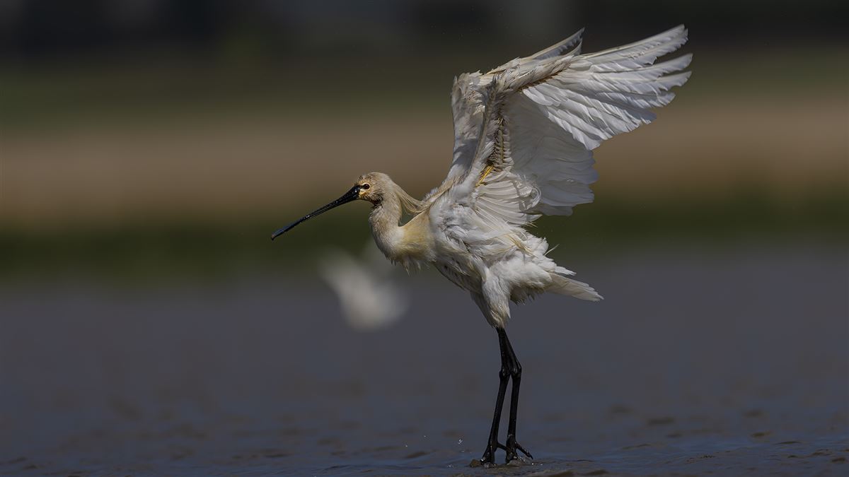 Eurasian Spoonbill