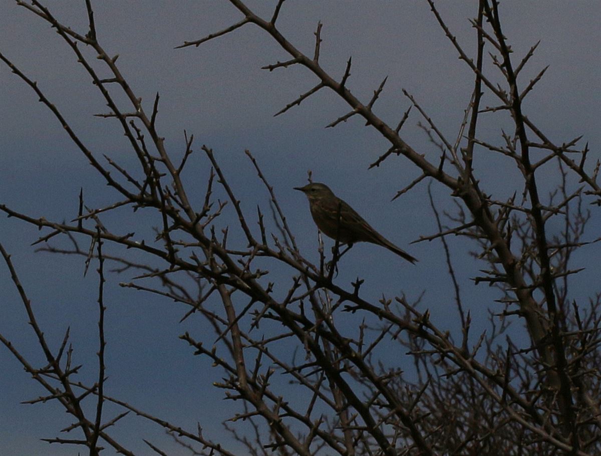 Water Pipit
