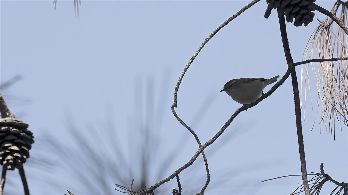 Hume`s Leaf Warbler