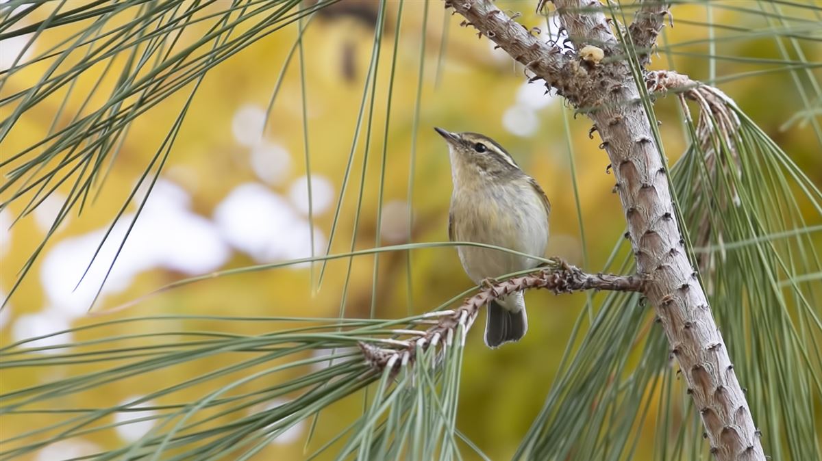 Hume`s Leaf Warbler