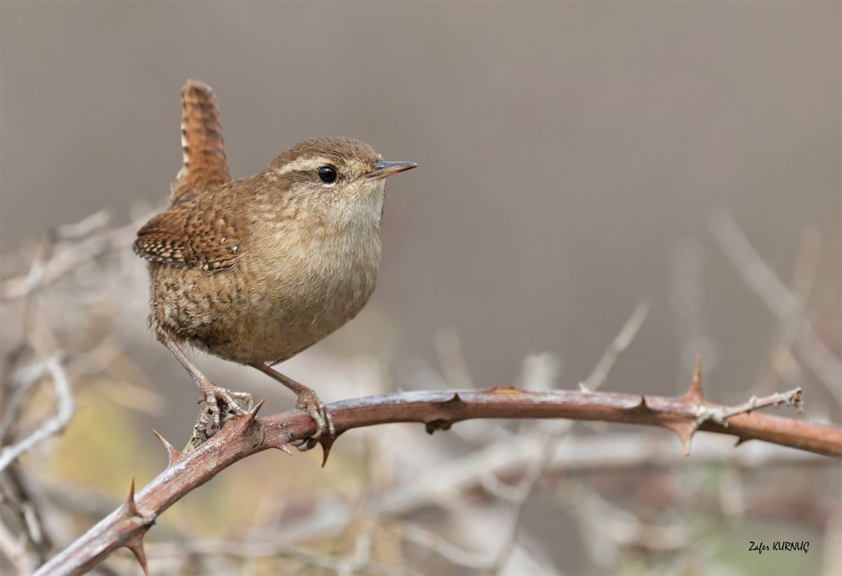 Eurasian Wren