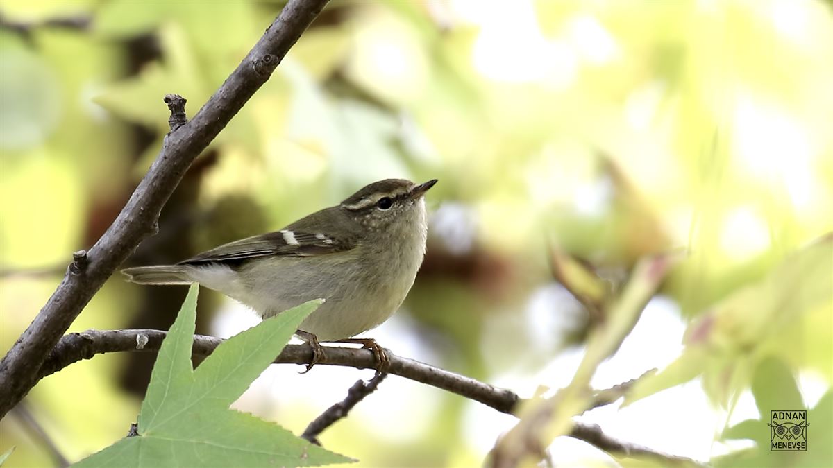 Hume`s Leaf Warbler