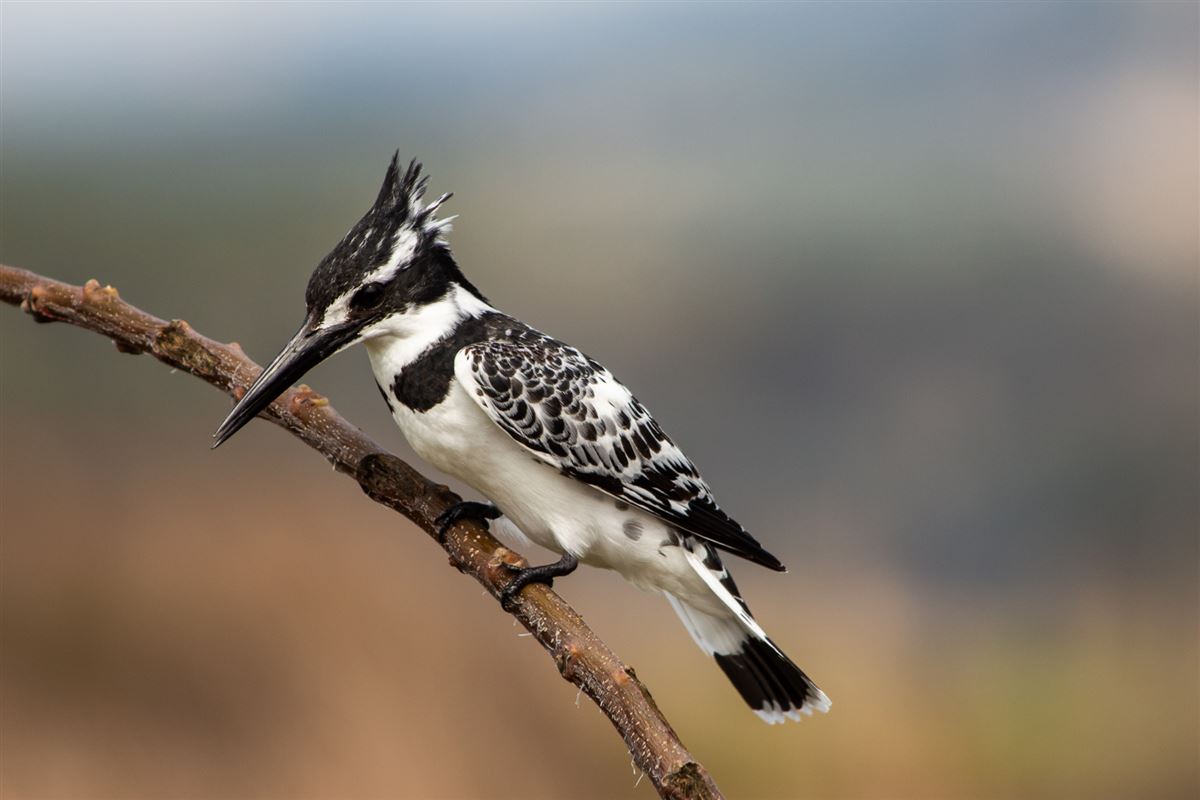Pied Kingfisher
