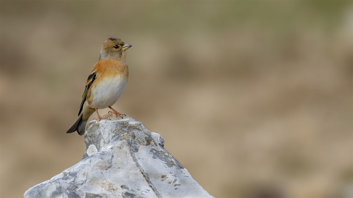 Brambling
