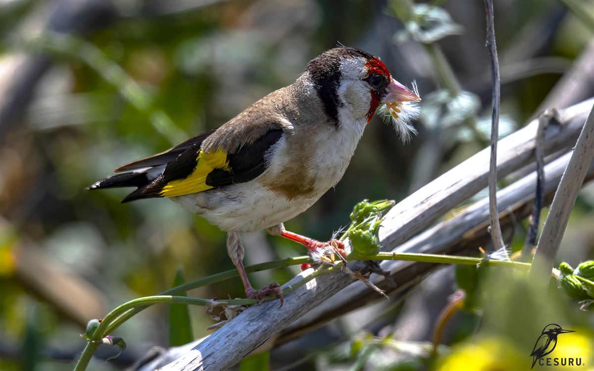 European Goldfinch