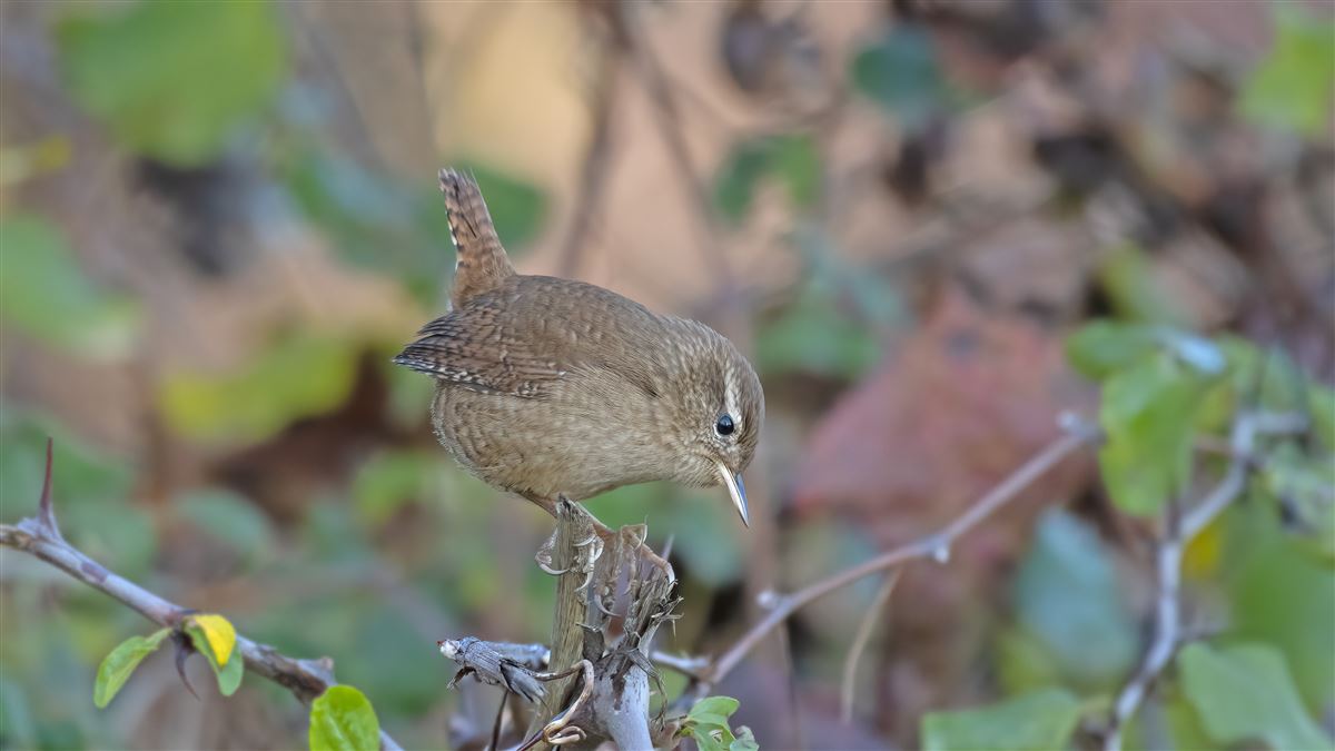 Eurasian Wren