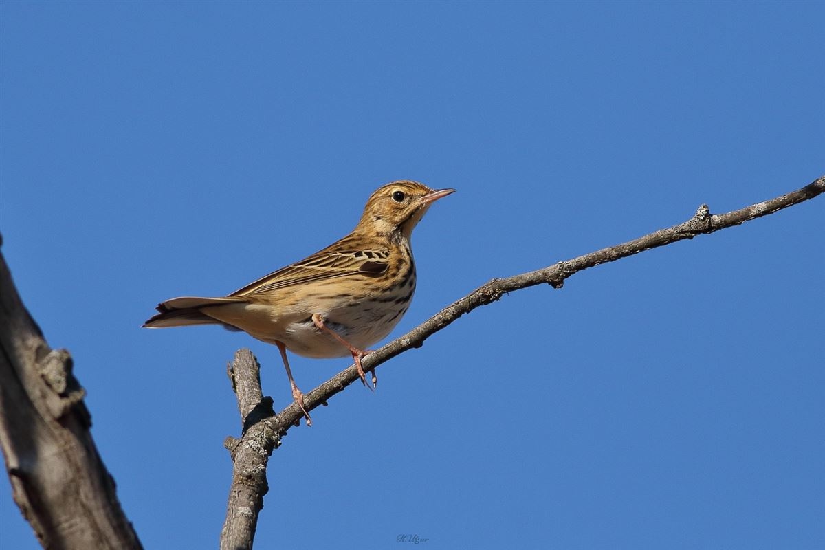 Tree Pipit