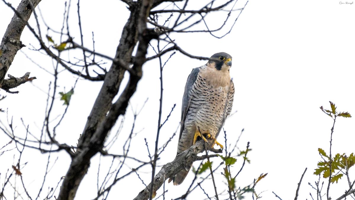Peregrine Falcon