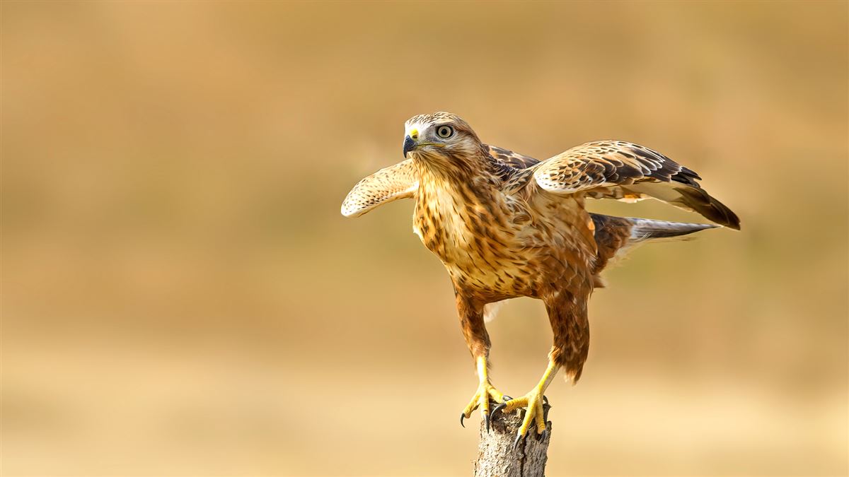 Long-legged Buzzard
