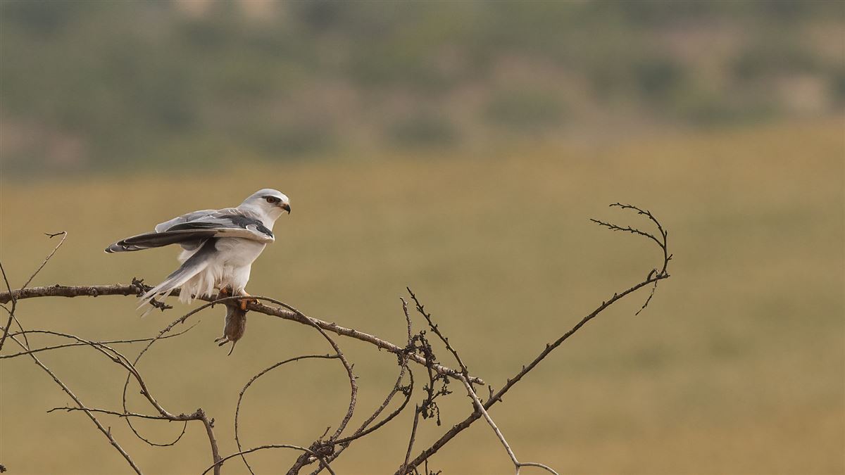 Black-winged Kite