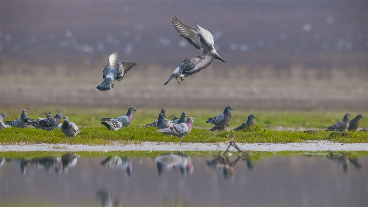 Rock Dove