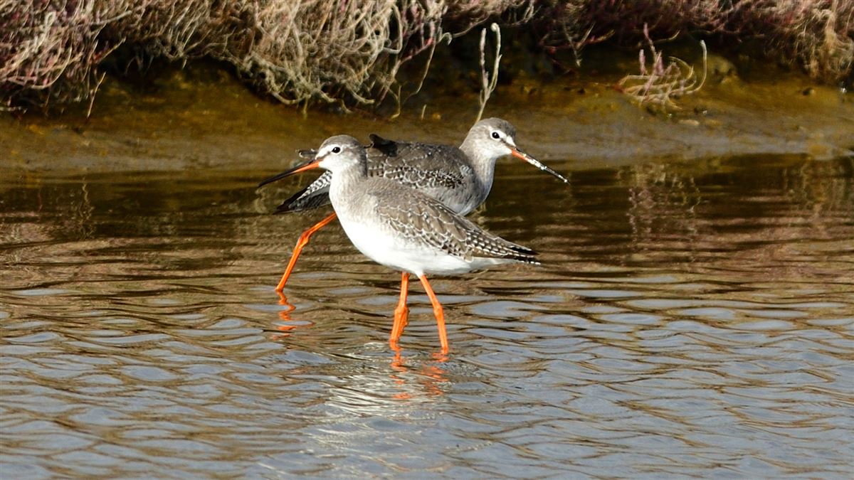 Spotted Redshank