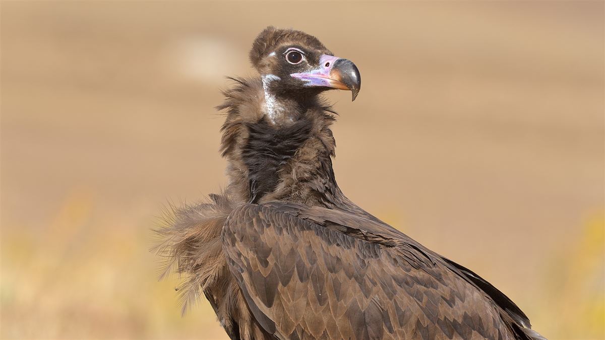 Cinereous Vulture