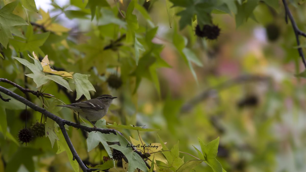 Hume`s Leaf Warbler