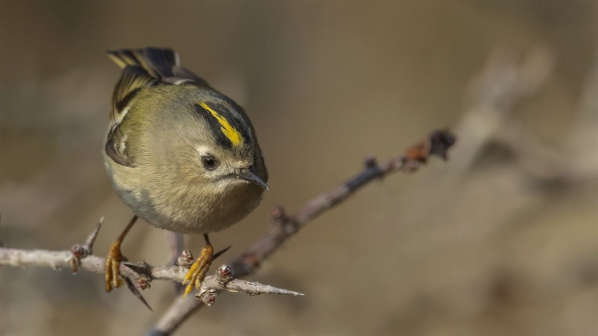 Goldcrest