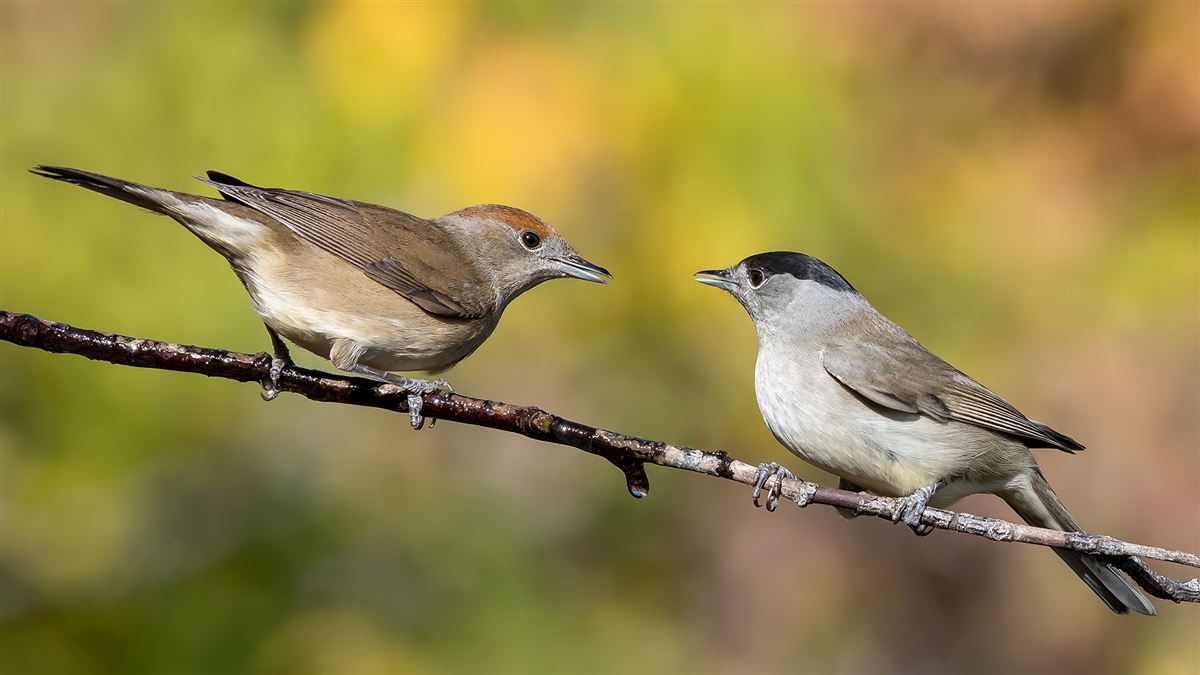 Eurasian Blackcap