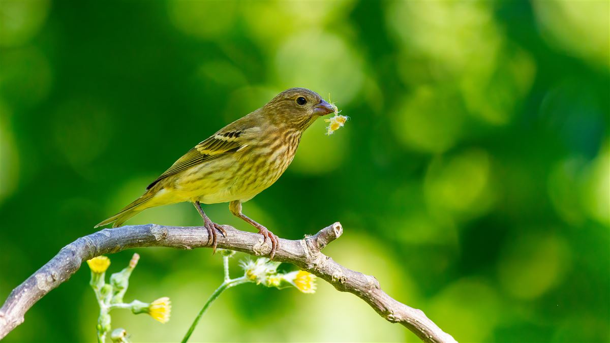 Common Rosefinch