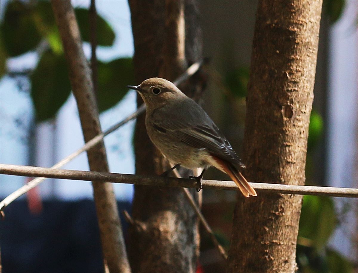 Black Redstart