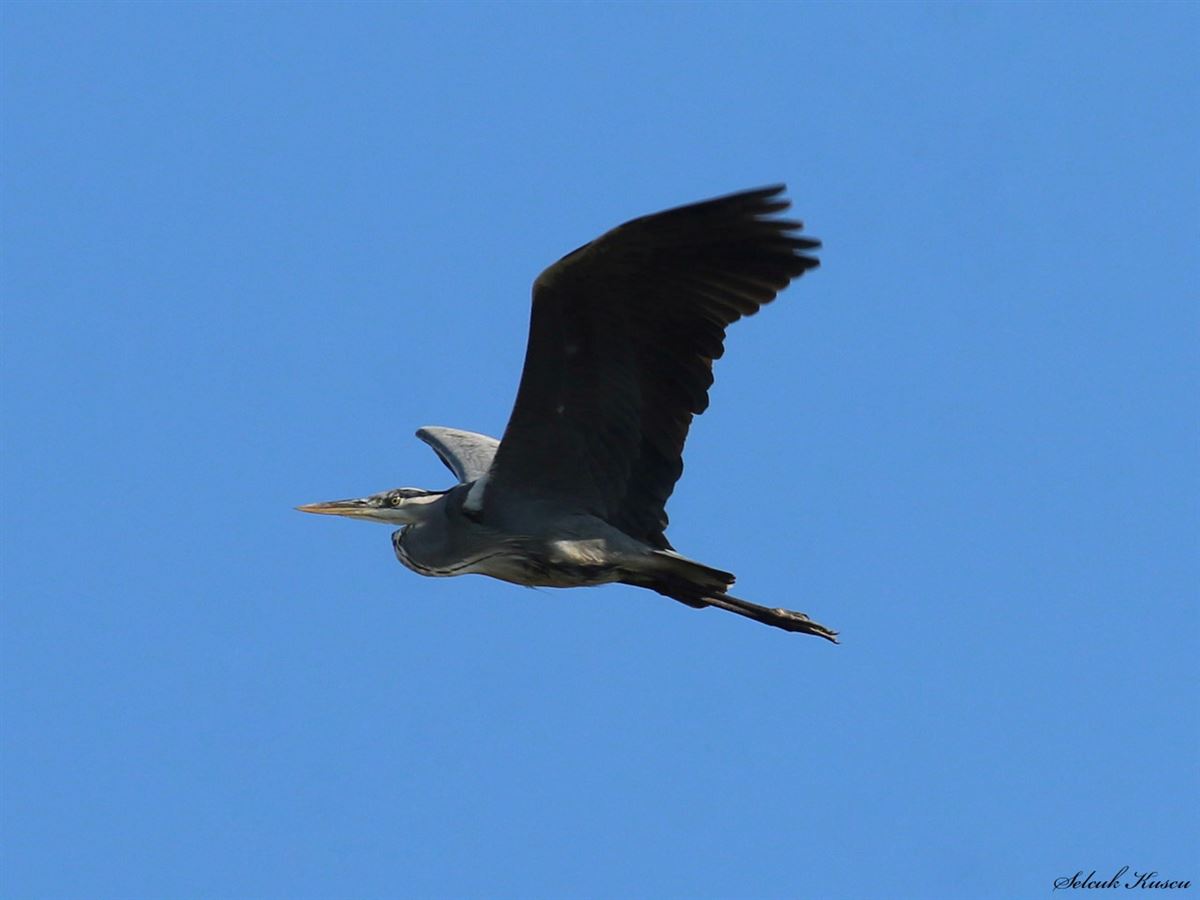 Grey Heron