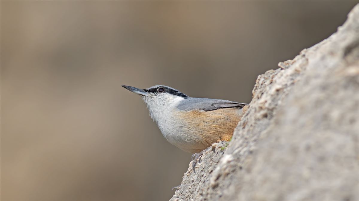 Western Rock Nuthatch