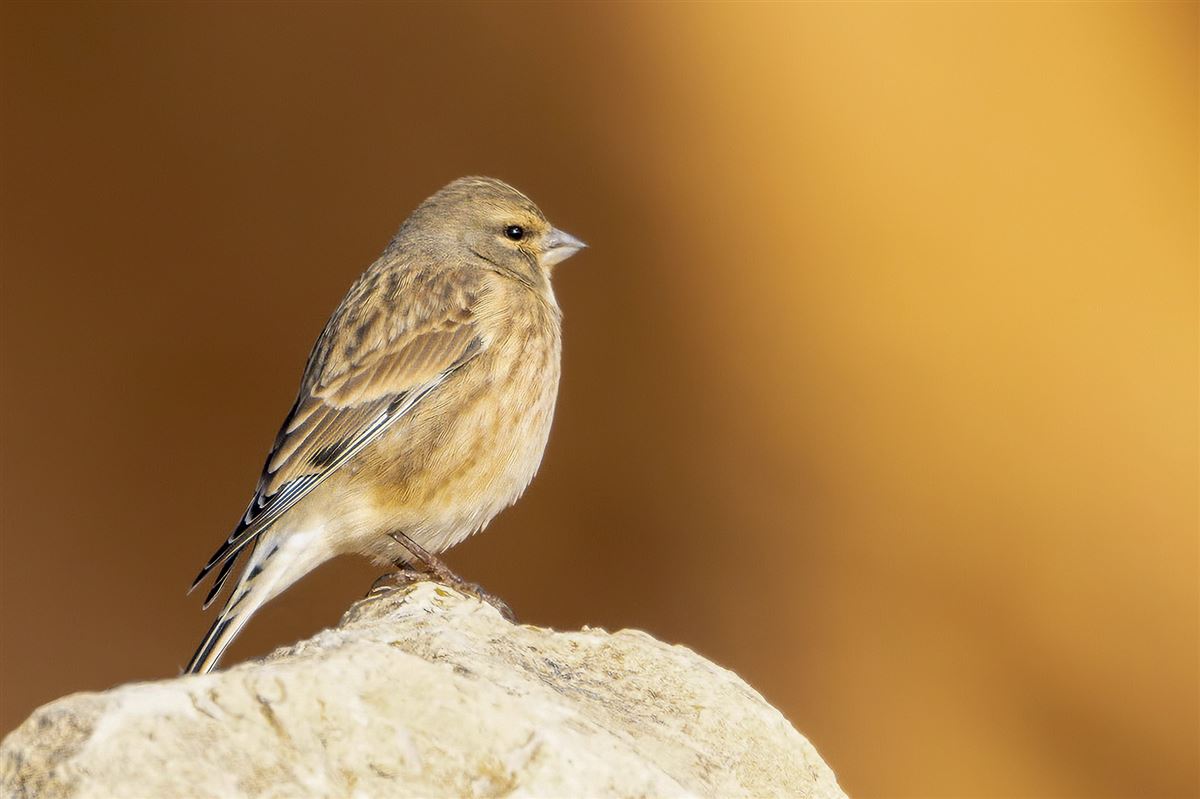 Common Linnet