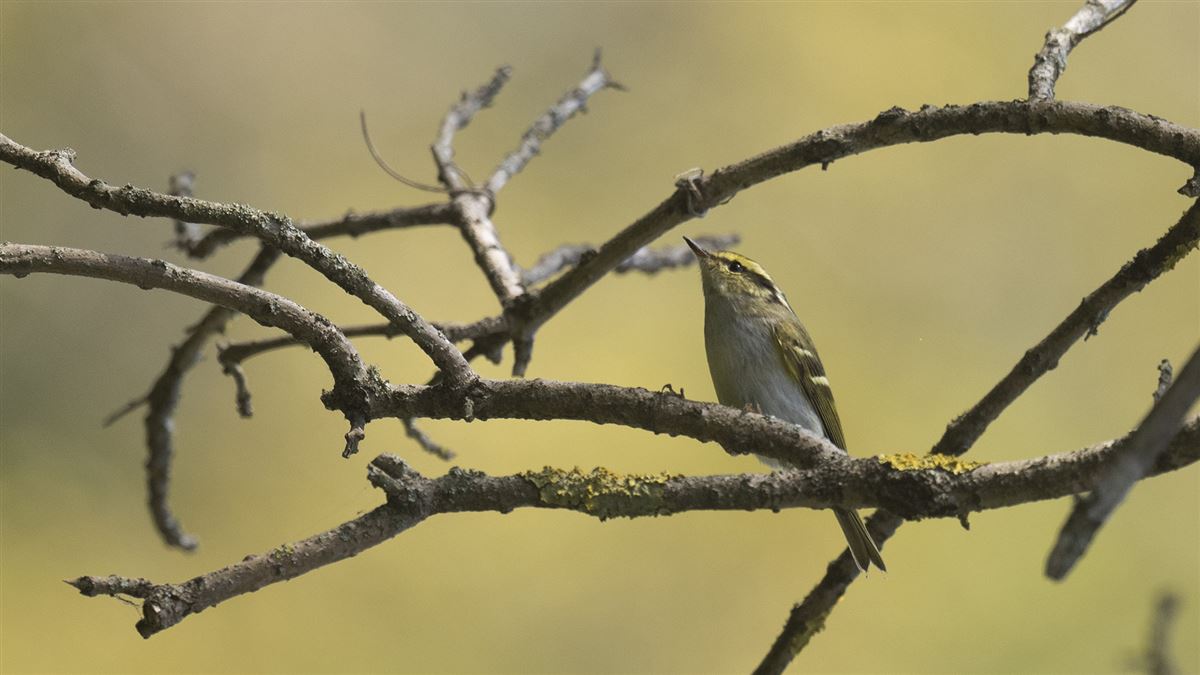 Pallas`s Leaf Warbler