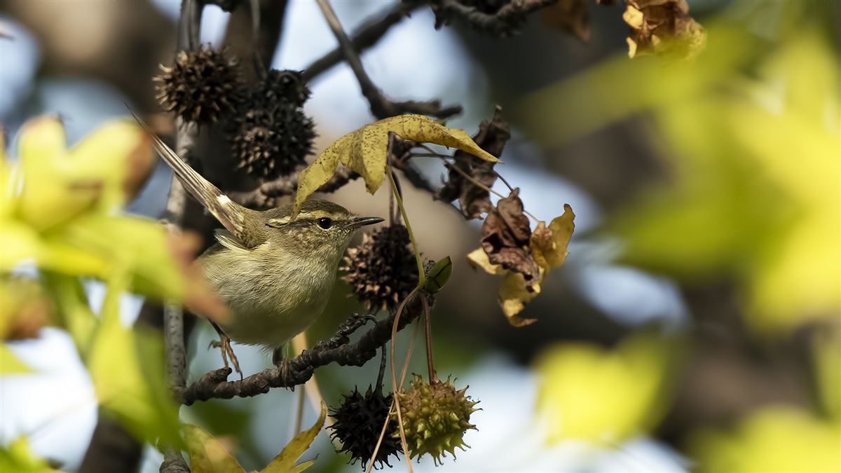 Hume`s Leaf Warbler
