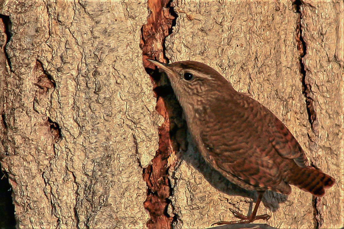 Eurasian Wren