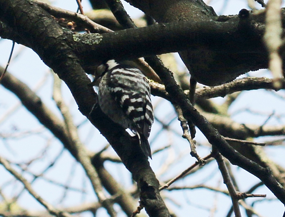 Lesser Spotted Woodpecker