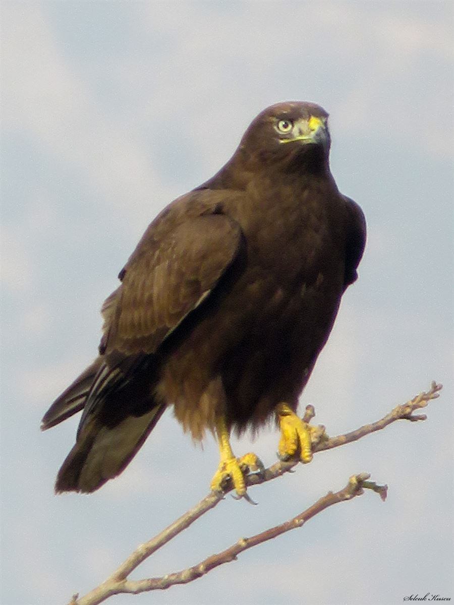 Long-legged Buzzard