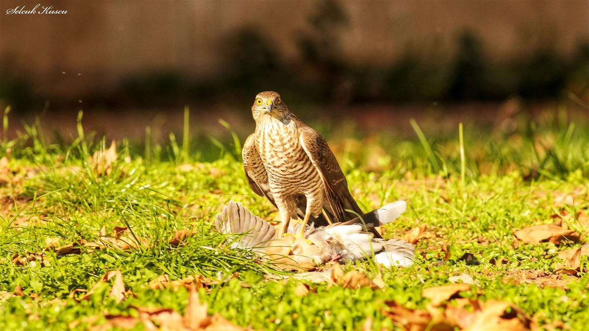 Eurasian Sparrowhawk