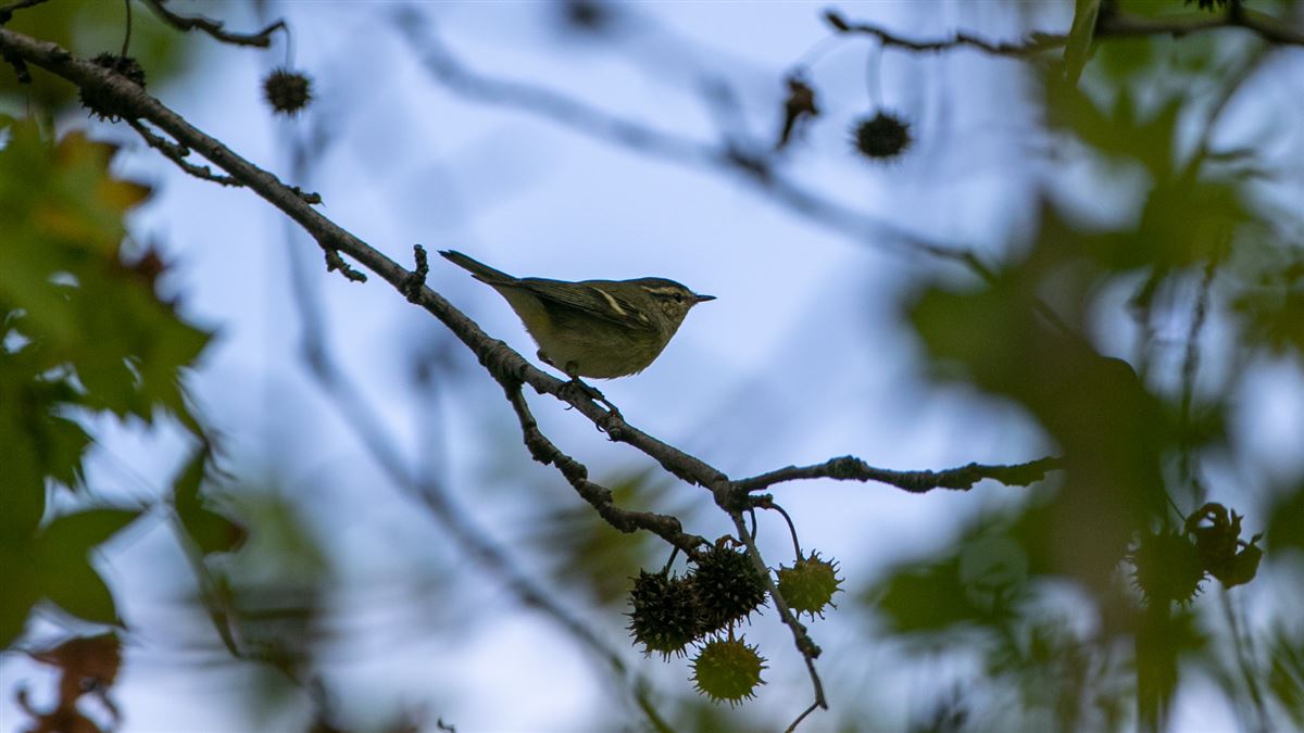 Hume`s Leaf Warbler