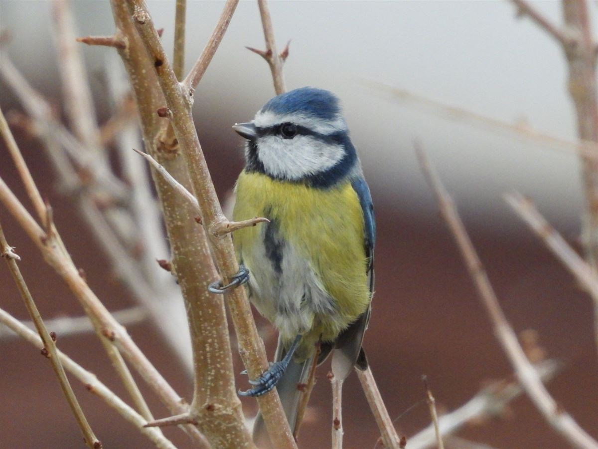 Eurasian Blue Tit
